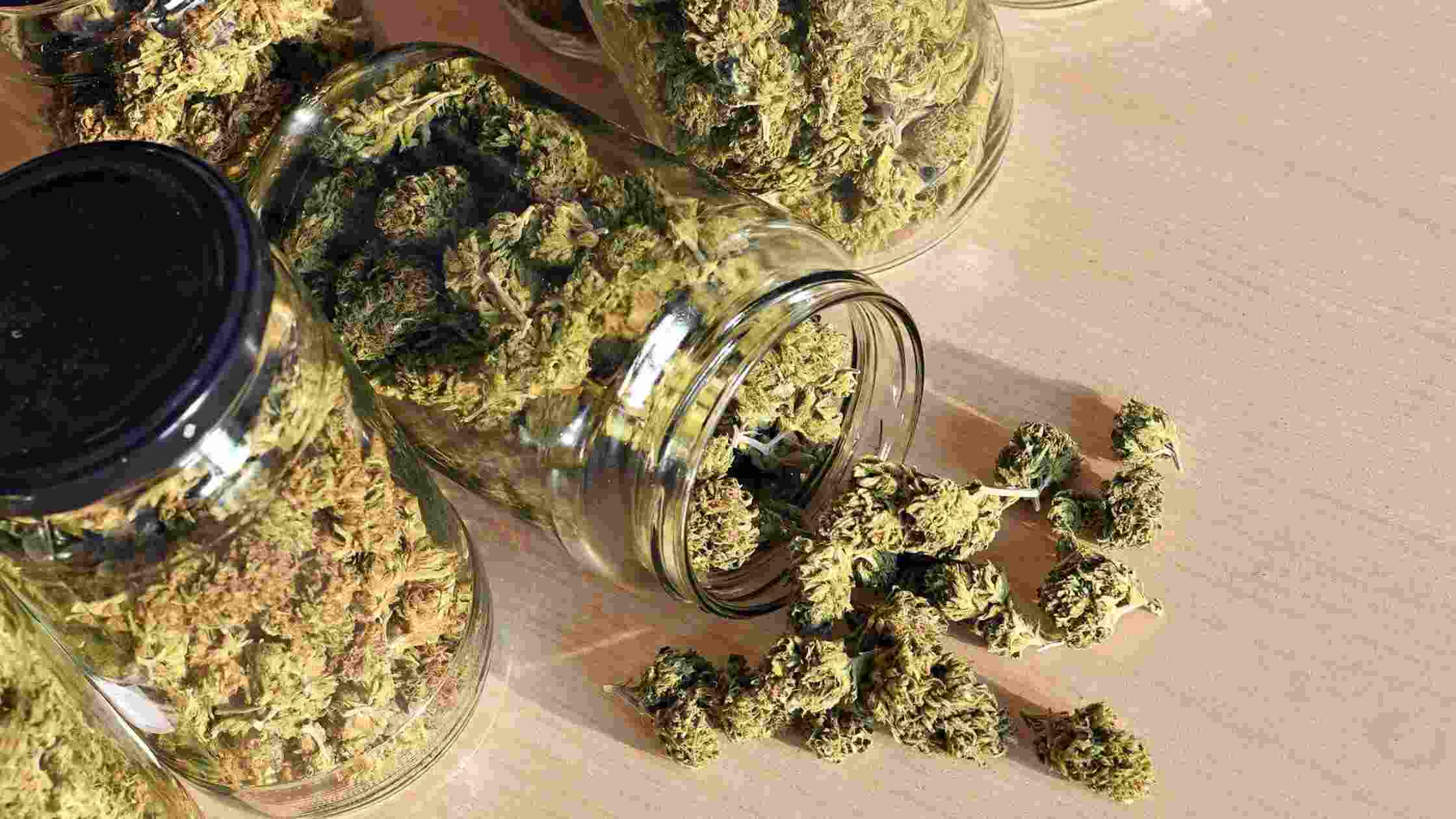 Reliable Weed Delivery Service In North York